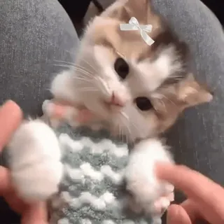 💜 f8c92f7c 小猫, 猫, 可爱, 宠物, 动物, 家养 telegram sticker