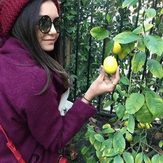 🥀 9ef19dac Frau, Zitronen, Draussen, Pflanze, Sonnenbrille, Kleidung telegram sticker