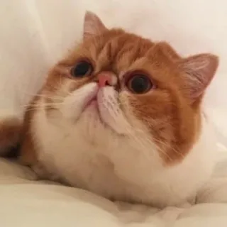 😐 110b6bf2 แมว, สัตว์เลี้ยง, สัตว์, ในบ้าน, สัตว์ตระกูลแมว, น่ารัก telegram sticker