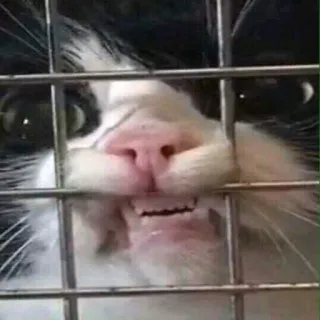 😬 1b203e5b แมว, สัตว์เลี้ยง, สัตว์, เลี้ยงในบ้าน, กรง, ตลก, มีม telegram sticker