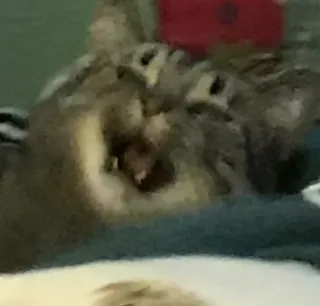 😩 3067a89d แมว, สัตว์, สัตว์เลี้ยงลูกด้วยนม, สัตว์เลี้ยง, แมวบ้าน, สัตว์ตระกูลแมว telegram sticker