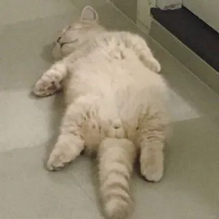 😵 5190df8d แมว, สัตว์, นอน, สัตว์ตระกูลแมว, สัตว์เลี้ยง, น่ารัก telegram sticker