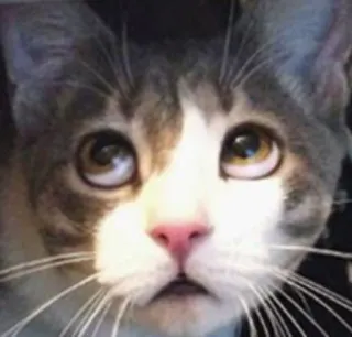 🙄 5c3c89f6 แมว, ลูกแมว, สัตว์, น่ารัก, สัตว์เลี้ยง, สัตว์เลี้ยง, สัตว์เลี้ยงลูกด้วยนม, สัตว์ตระกูลแมว telegram sticker