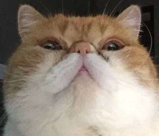 😊 776f3aba แมว, สัตว์เลี้ยง, สัตว์, มีม, ตลก, น่ารัก telegram sticker