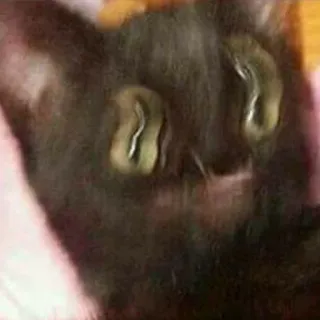 👾 7db31435 แมว, สัตว์, สัตว์เลี้ยง, ดวงตา, แมวดำ telegram sticker