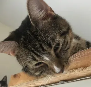 😣 95eaee99 แมว, สัตว์เลี้ยง, สัตว์, แมวบ้าน, แมวตระกูล, แมวลายเสือ telegram sticker