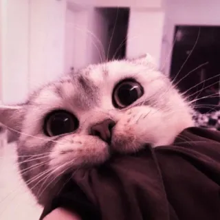 🍑 2d05b89a 猫, 子猫, かわいい, ペット, 動物, 飼い猫 telegram sticker