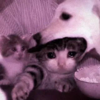 🍑 2e9f7f5e 猫, 子猫, 犬, 悲しい, 動物, ミーム telegram sticker