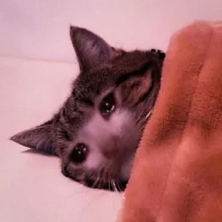 🍑 7a2e31ec 猫, 悲しい, ミーム, かわいい, 動物, ペット, 泣く telegram sticker