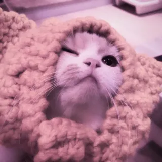 🍑 858e9f9b 猫, 動物, ペット, 子猫, 可愛い, ウインク telegram sticker