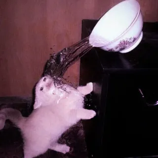 kucing.a jihan @soundsvcntage telegram stickers