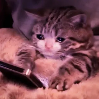 🍑 d0c50a4e 猫, 泣く, 悲しい, キーボード, 動物, 子猫 telegram sticker