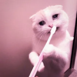 🍑 df3a81f1 猫, 動物, 歯ブラシ, 掃除, 悲しい, ペット telegram sticker
