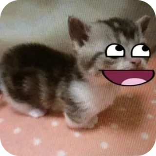 😇 521e783e 小猫, 猫, 动物, 可爱, 表情包, 搞笑, 动画 whatsapp sticker