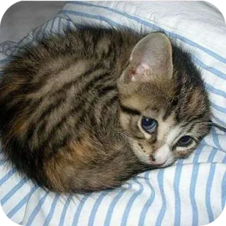 ❤ a669e465 猫, 小猫, 可爱, 动物, 宠物, 猫科 whatsapp sticker