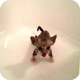 😠 b8b7bf53 小猫, 猫, 动物, 湿, 洗澡, 猫科, 可爱 whatsapp sticker