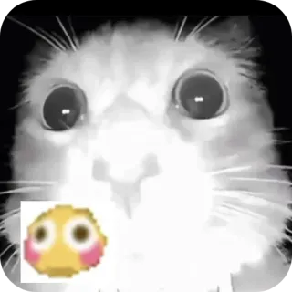 😳 c42eca59 猫, 动物, 表情包, 搞笑, 表情符号 whatsapp sticker