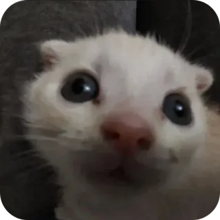 🐱 d932536c 猫, 雪貂, 动物, 宠物, 可爱, 白色, 哺乳动物, 搞笑 whatsapp sticker