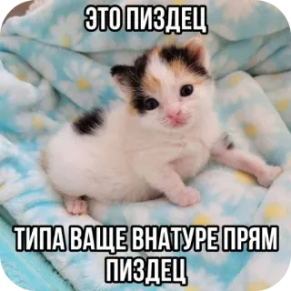 👍 fa5a0090 ЭТО ПИЗДЕЦ
ТИПА ВАЩЕ ВНАТУРЕ ПРЯМ ПИЗДЕЦ 小猫, 猫, 可爱, 俄语, 冒犯, 俚语 whatsapp sticker
