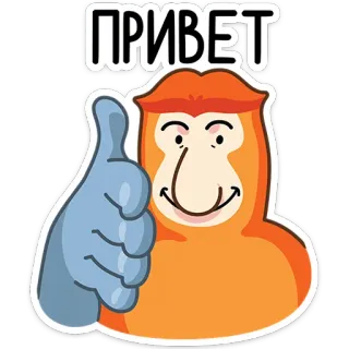 👍 accc45f2 ПРИВЕТ Affe, Nasenaffe, Hallo, Russisch, Gruß, Daumen hoch telegram sticker