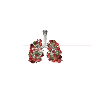 💓 deaf0650 легкие, цветы, розы, анатомия, здоровье, цветочный telegram sticker