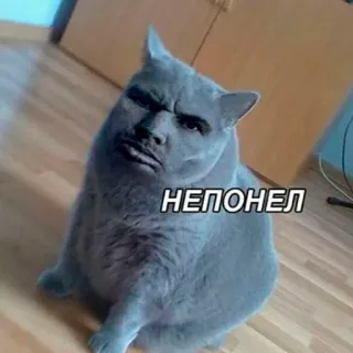 🙁 1a4703a1 НЕПОНЕЛ 猫, ミーム, 面白い, 不明, ロシア telegram sticker