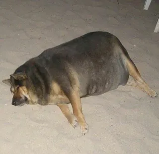 😑 3a74d40d 犬, 動物, ビーチ, 砂, 睡眠, 可愛い telegram sticker