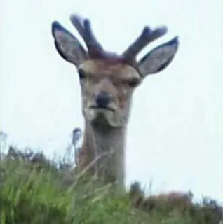 😐 5c81845e 鹿, 動物, 自然, 野生動物, 雄鹿, 哺乳類, アウトドア telegram sticker