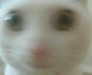 😐 81a1a842 猫, 動物, ミーム, 面白い, ペット telegram sticker