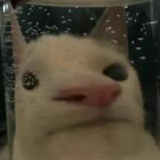 😐 8768d953 猫, 動物, ペット, ミーム telegram sticker