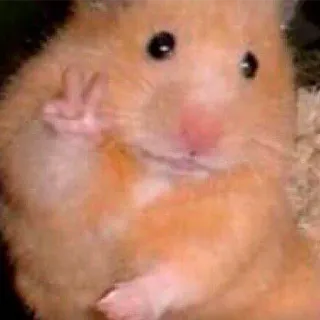 ✌️ a3e31f85 ハムスター, 中指, 攻撃的, 動物, かわいい telegram sticker