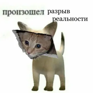 😄 ee74eb32 произошел разрыв реальности 猫, 現実, 面白い, ミーム, 分割, 混乱 telegram sticker
