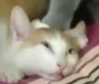 🙄 f26c3a10 猫, 睡眠, 動物, ペット, 家畜 telegram sticker