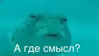 🤔 f917d8d9 А где смысл? 魚, フグ, ロシア語テキスト, ミーム, 質問, ユーモア telegram sticker