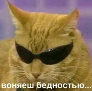 😎 fdc59773 воняешь бедностью... 猫, サングラス, ミーム, 動物, 面白い, クール, ステッカー telegram sticker