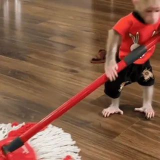 🧹 00132145 khỉ, cây lau nhà, vệ sinh, động vật, nhà, sàn nhà, việc nhà telegram sticker