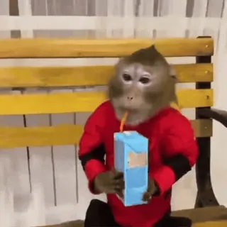 😳 0fb32729 khỉ, động vật, uống, nước ép, áo đỏ telegram sticker