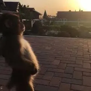 🌟 1520a09a khỉ, động vật, hoàng hôn, thiên nhiên telegram sticker