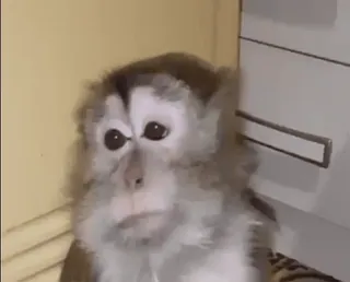 🐵 18afff85 khỉ, động vật, linh trưởng, dễ thương, động vật có vú telegram sticker