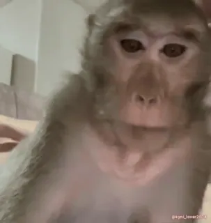🐵 21f62ef6 kynl_lover2610 khỉ, động vật, linh trưởng, động vật có vú, meme telegram sticker