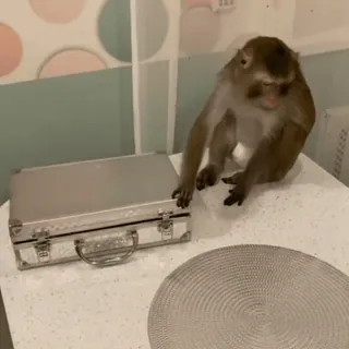 🌟 47d2f19e khỉ, động vật, vali, động vật có vú telegram sticker