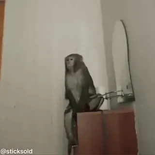 🙄 4a632afe @sticksold khỉ, động vật, hài hước, meme telegram sticker