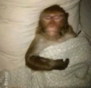 🎀 53192983 khỉ, ngủ, động vật, giường, dễ thương, chăn telegram sticker