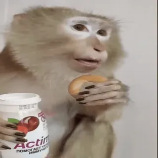 ⛷ 541d14f1 ПОМОГАЕТ УКРЕПИТЬ ИММУНИТЕТ khỉ, thức ăn, Actimel, sữa chua, anh đào, động vật telegram sticker