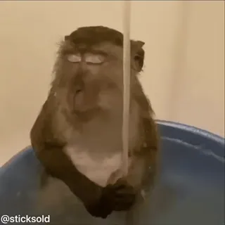 😴 5bf76c59 @sticksold khỉ, tắm, động vật, thư giãn, linh trưởng, vui nhộn, dễ thương telegram sticker