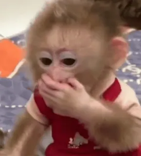 🌟 5cd7391e khỉ, động vật, dễ thương, em bé, linh trưởng telegram sticker