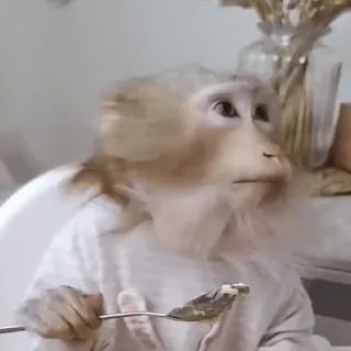 🎐 64f6f74c khỉ, động vật, dễ thương, ăn, thìa, thú cưng telegram sticker