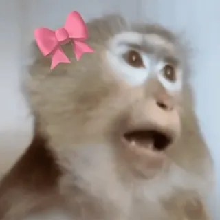 🌟 94c2c4e4 khỉ, động vật, linh trưởng, nơ, dễ thương telegram sticker