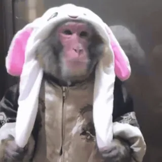 🌟 a6ff0eb6 khỉ, động vật, tai thỏ, áo hoodie, trang phục, động vật có vú telegram sticker