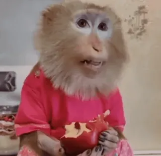 🤩 b65912d6 khỉ, động vật, dễ thương, vượn người, thú cưng, động vật hoang dã telegram sticker